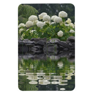 Sneeuwbalhortensia met reflecties magneet
