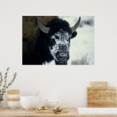 Sneeuwbedekking Buffalo Poster (Keuken)