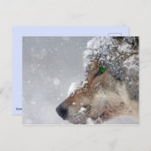Sneeuwbedekking Wolf Briefkaart (Voorkant / Achterkant)