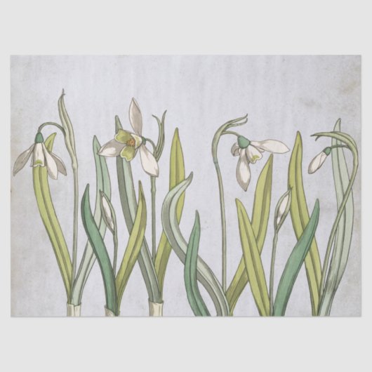 sneeuwbloem Blauwe Parchment Spring Tissuepapier (Voorkant)