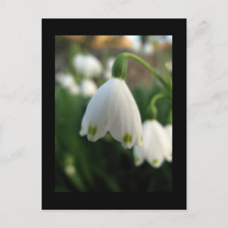 Sneeuwbloem Briefkaart