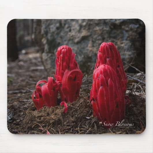 Sneeuwbloesem Mousepad Muismat (Voorkant)