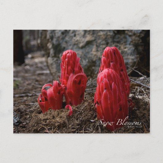 Sneeuwbloesems Briefkaart (Voorkant)