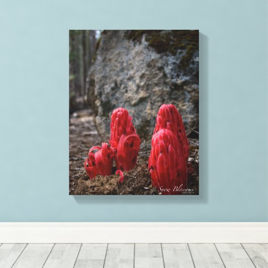 Sneeuwbloesems Canvas Afdruk (Insitu (Houten vloer))