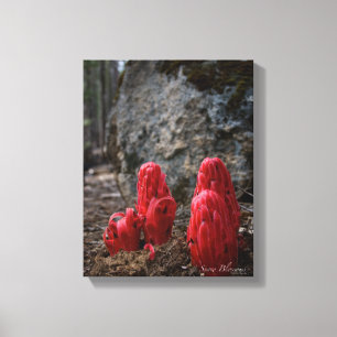 Sneeuwbloesems Canvas Afdruk