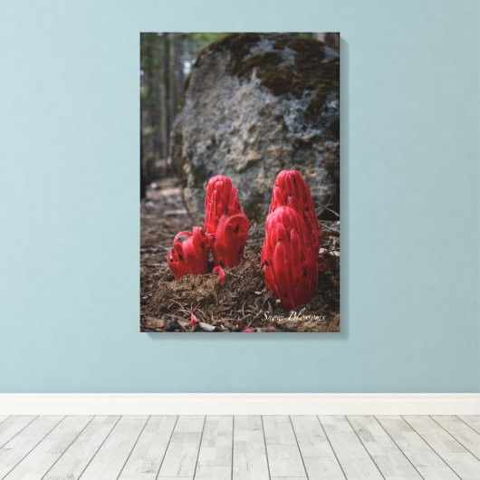 Sneeuwbloesems Canvas Afdruk (Insitu (Houten vloer))