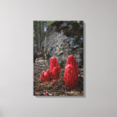 Sneeuwbloesems Canvas Afdruk (Voorkant)