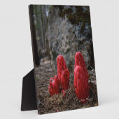 Sneeuwbloesems Fotoplaat (Zijkant)