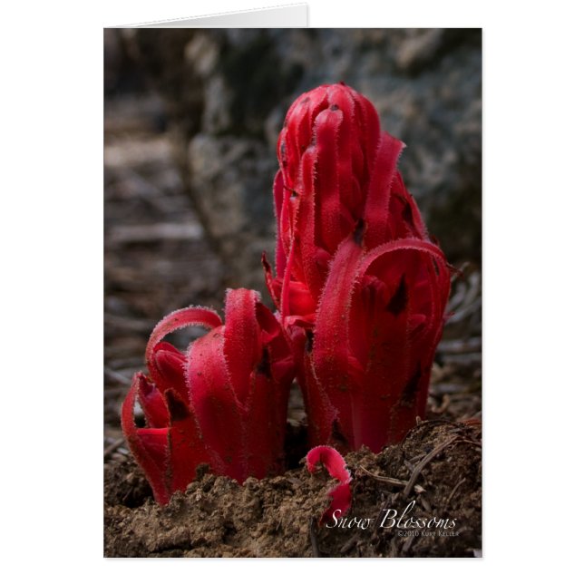 Sneeuwbloesems Kaart (Voorkant)