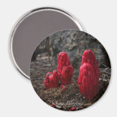 Sneeuwbloesems Magneet (Voorkant / Achterkant)