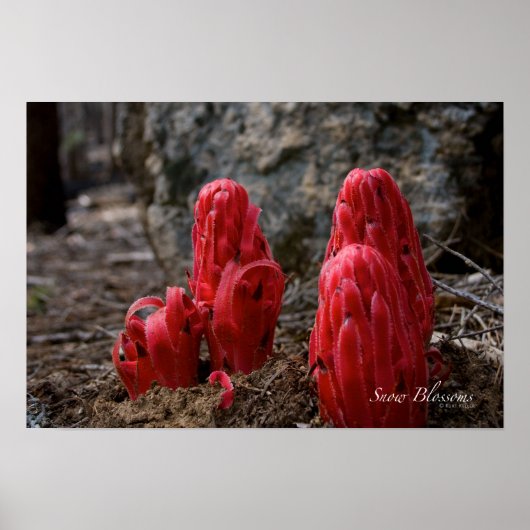 Sneeuwbloesems Poster (Voorkant)