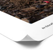 Sneeuwbloesems Prints (Hoek)