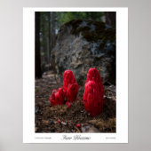 Sneeuwbloesems Prints (Voorkant)