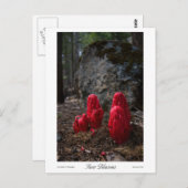 Sneeuwbloesems Prints Briefkaart (Voorkant / Achterkant)