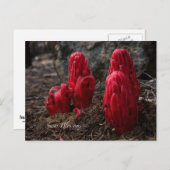 Sneeuwbloesfoto Briefkaart (Voorkant / Achterkant)