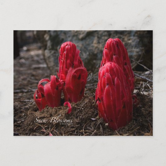 Sneeuwbloesfoto Briefkaart (Voorkant)