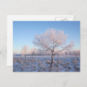 Sneeuwbomen Briefkaart (Voorkant / Achterkant)
