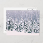 Sneeuwbomen Briefkaart (Voorkant / Achterkant)