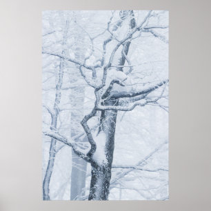 Sneeuwboom, bevroren poster