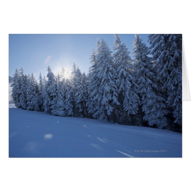 sneeuwbos in de berg (Voorkant Horizontaal)