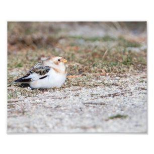 Sneeuwbundelfotografie afdrukken foto afdruk