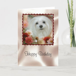 Sneeuwd de Maltese Birthday Card Kaart
