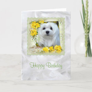 Sneeuwd de Maltese Birthday Card Kaart