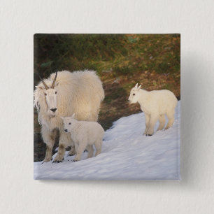 sneeuwdagschapen vierkante button 5,1 cm
