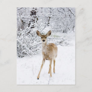 Sneeuwdeer Briefkaart