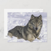 Sneeuwdier Briefkaart (Voorkant / Achterkant)