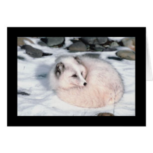 Sneeuwfox