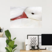 Sneeuwgans Chen caerulescens Poster (Thuiskantoor)