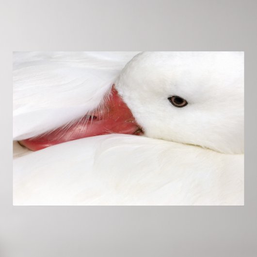 Sneeuwgans Chen caerulescens Poster (Voorkant)