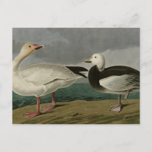 Sneeuwgans uit de Amerikaanse vogels van Audubon Briefkaart