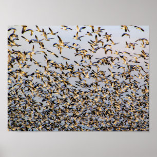 Sneeuwganzen op de berg Vernon Poster