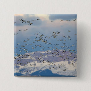 Sneeuwganzen tijdens de voorjaarstrek vierkante button 5,1 cm
