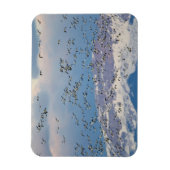 Sneeuwganzen tijdens lentemigratie magneet (Verticaal)