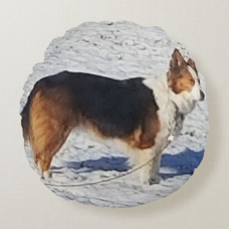 Sneeuwhond rondreg rond kussen