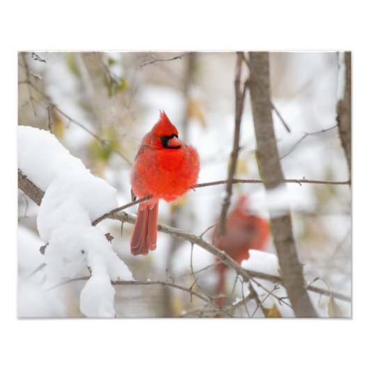 Sneeuwkardinaal Foto Afdruk (Voorkant)