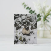 Sneeuwkat, sneeuwkat briefkaart (Staand voorkant)