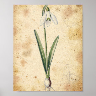 Sneeuwklokje Bloem en Bol Botanische Poster