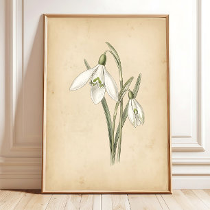 Sneeuwklokje Bloem Vintage Illustratie Kunst Poster