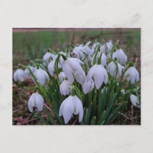 Sneeuwklokjes briefkaart