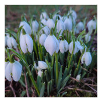 Sneeuwklokjes