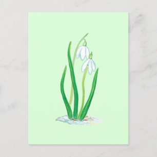 Sneeuwklokjes (Galanthus nivalis) Vroege Lente Blo Briefkaart