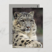 Sneeuwleopard-kaart Briefkaart (Voorkant / Achterkant)