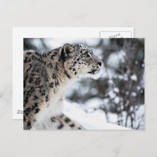 Sneeuwloopprofiel Briefkaart (Voorkant / Achterkant)