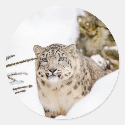 Sneeuwluipaard in de sneeuw ronde sticker (Voorkant)