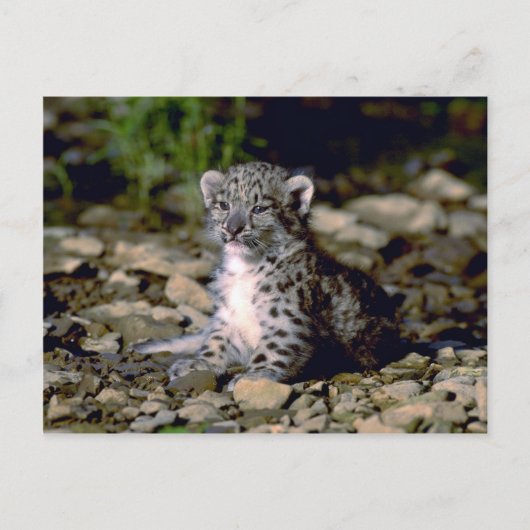 Sneeuwluipaard, jonge kubus briefkaart (Voorkant)