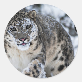 Sneeuwluipaard op de hendel ronde sticker